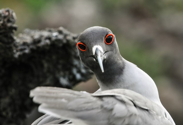 Lava gulls และ Swallow-tailed gulls